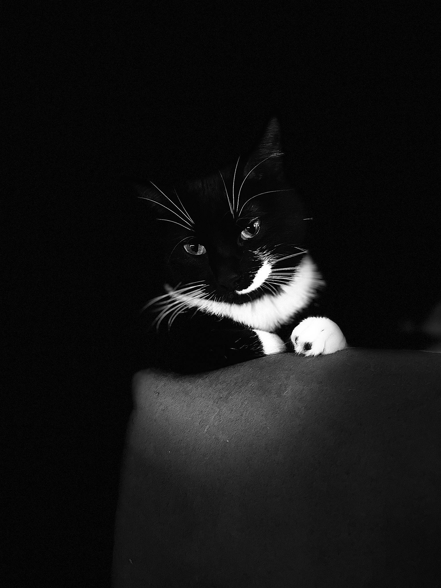 Choupie participe au concours pour gagner de l'argent avec cette photo : carnivore, cat, darkness, domestic_short_haired_cat, felidae, flash_photography, foot, fur, gesture, human_leg, monochrome, monochrome_photography, paw, shadow, small_to_medium_sized_cats, snout, still_life_photography, tail, tints_and_shades, whiskers