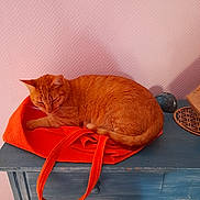 Johnny participe au concours pour gagner de l'argent avec cette photo : cat, orange_cat, bag, blue_cabinet, furniture, indoor, resting, sleepy, pet, domestic_animal, orange, texture, wood, relaxation, cozy, curled_up, pink_wall, home, quiet, still_life