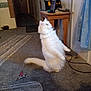 cat, white_cat, standing, indoor, carpet, table, laptop, cord, furniture, pet, animal, curtain, door, room, fluffy, tail, looking_up, carpet_rug, claw_clip, household