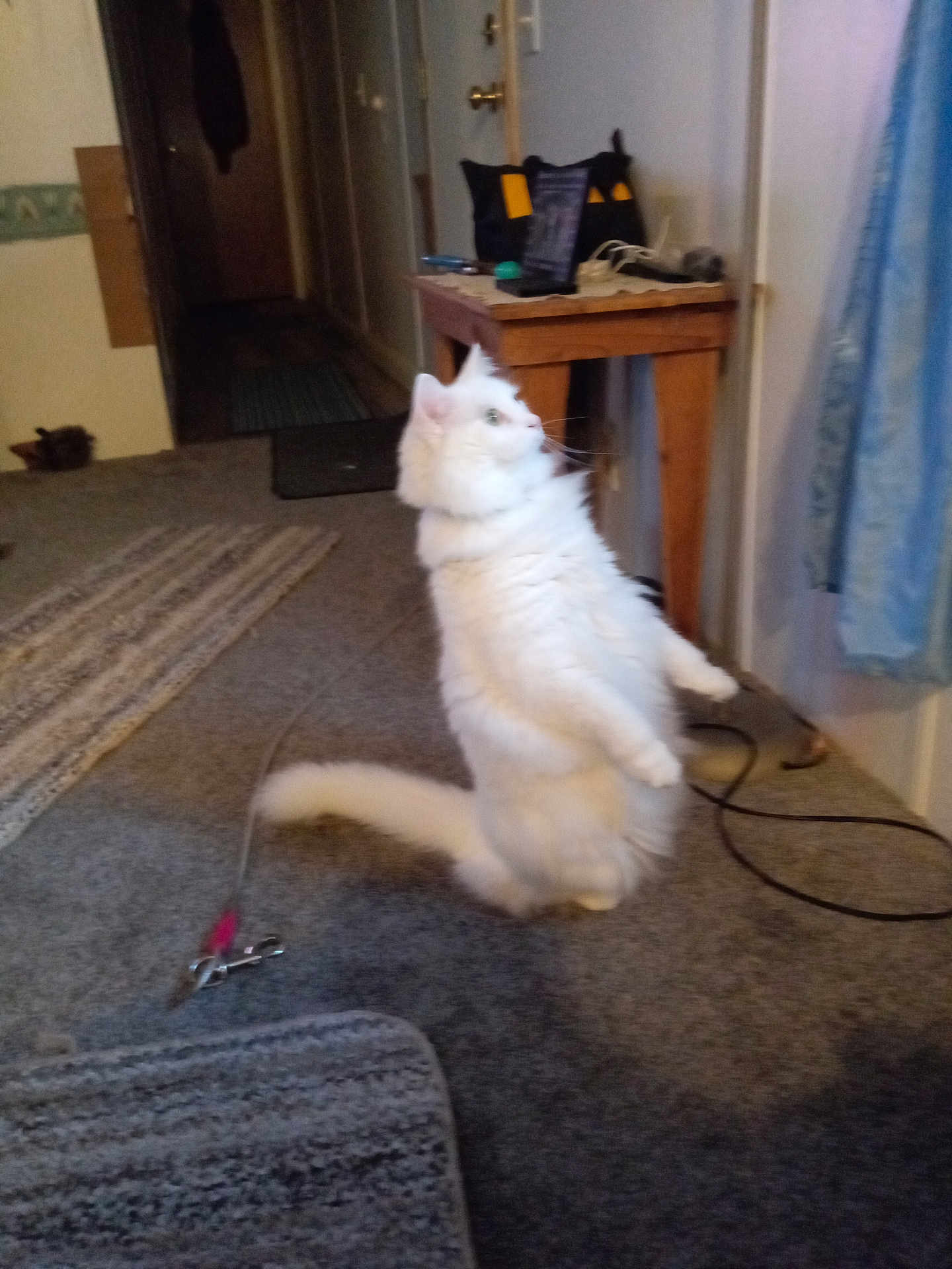 Patch