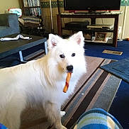 Champ joined the competition — help win amazing prizes! dog, white_dog, indoor, living_room, rug, tv, furniture, vacuum_cleaner, dvd_shelf, chew_toy, pet, canine, curious, fluffy, floor, couch, home, blanket, table, cozy