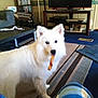 dog, white_dog, indoor, living_room, rug, tv, furniture, vacuum_cleaner, dvd_shelf, chew_toy, pet, canine, curious, fluffy, floor, couch, home, blanket, table, cozy