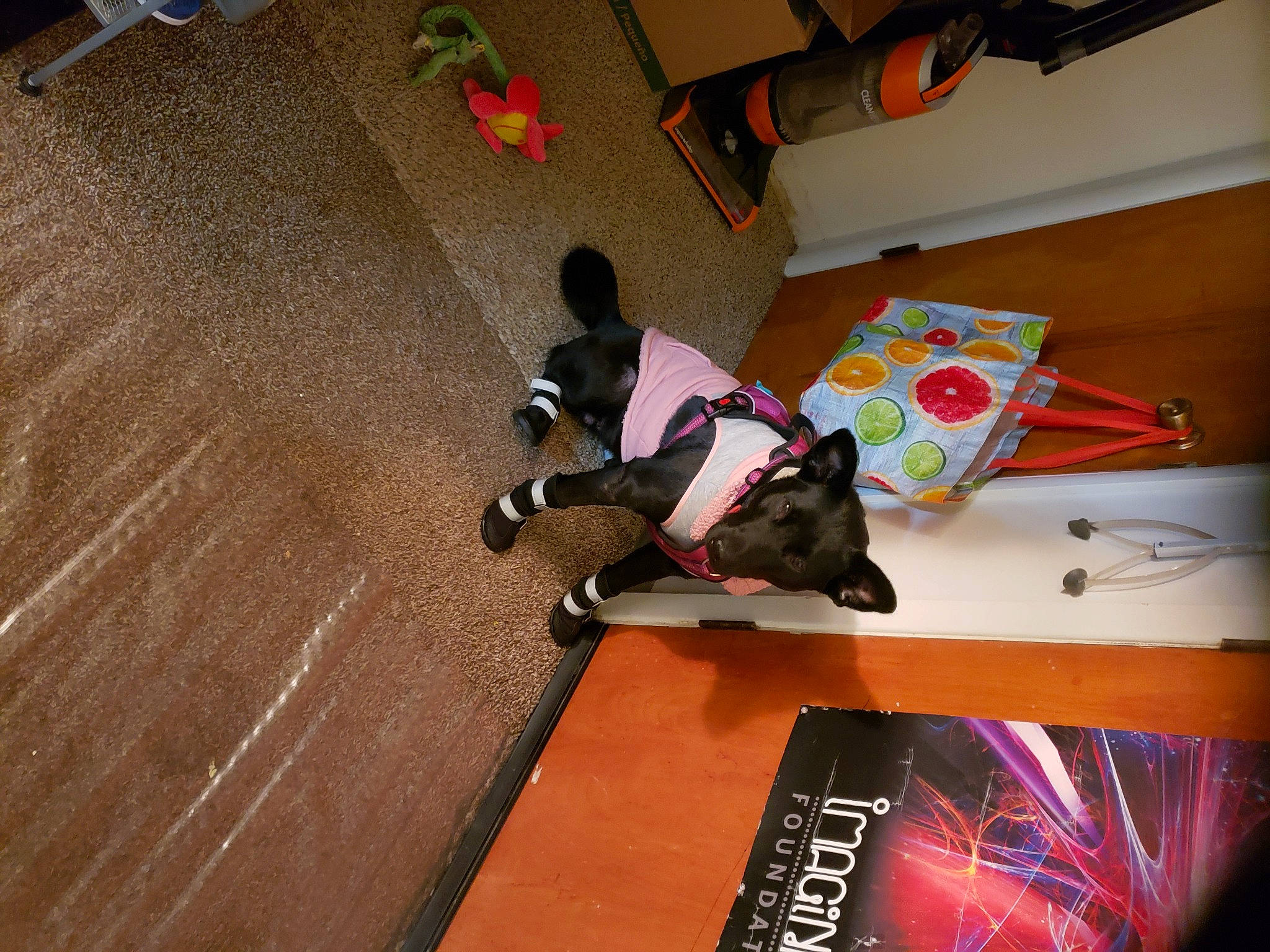 Rocco is registered to the contest to win money with this photo: adventure, art, artist, carmine, child, climbing, floor, flooring, font, fun, hardwood, laminate_flooring, leisure, recreation, room, sitting, space, visual_arts, wood, wood_flooring