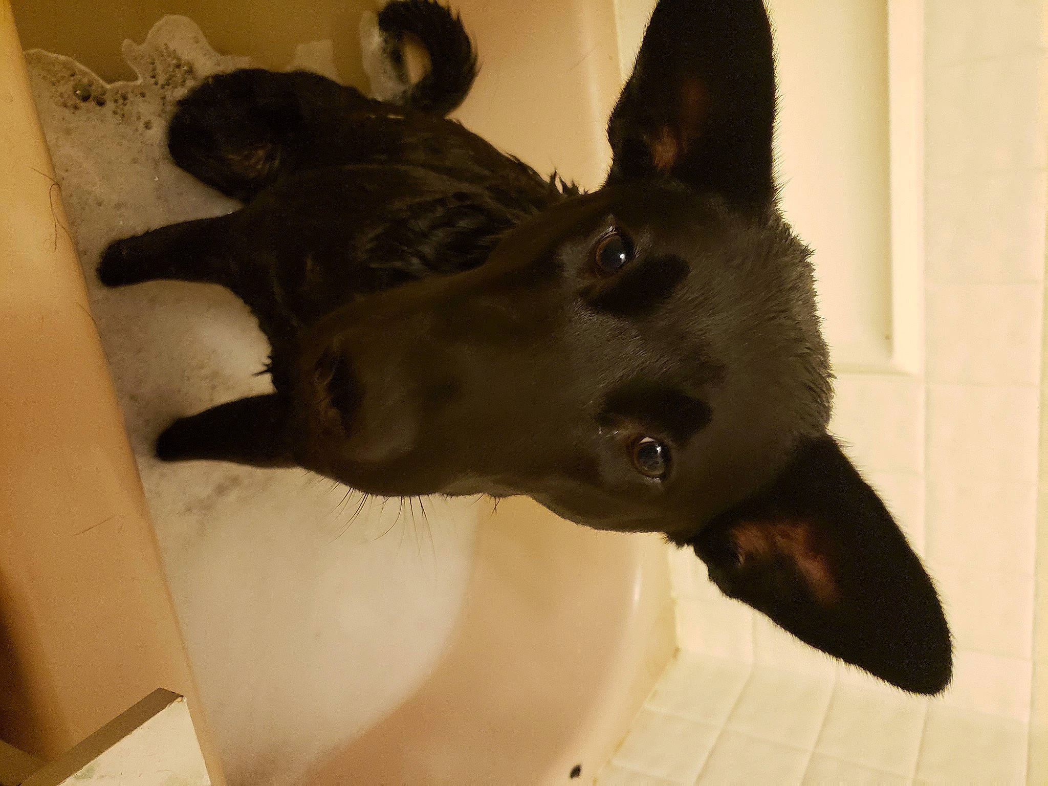 Rocco joined the competition — help win amazing prizes! art, canidae, carnivore, companion_dog, dog, dog_breed, ear, eye, fawn, guard_dog, head, jaw, liver, non_sporting_group, snout, sporting_group, terrestrial_animal, whiskers, working_animal