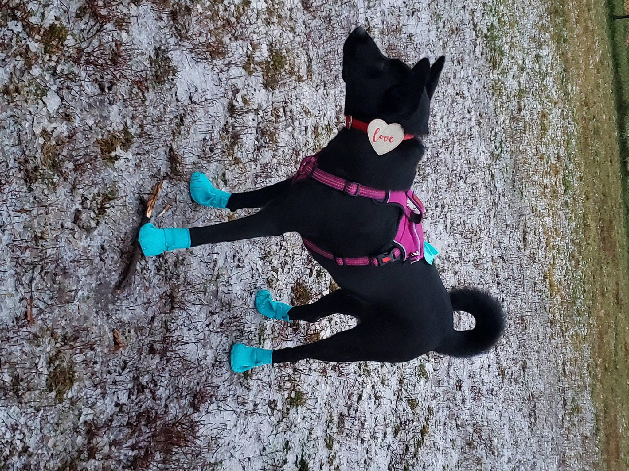 Rocco joined the competition — help win amazing prizes! adventure, black_cat, boot, carmine, carnivore, dog_breed, electric_blue, fashion_accessory, felidae, fictional_character, fun, human_leg, magenta, personal_protective_equipment, plant, recreation, shadow, tail, toy, tree