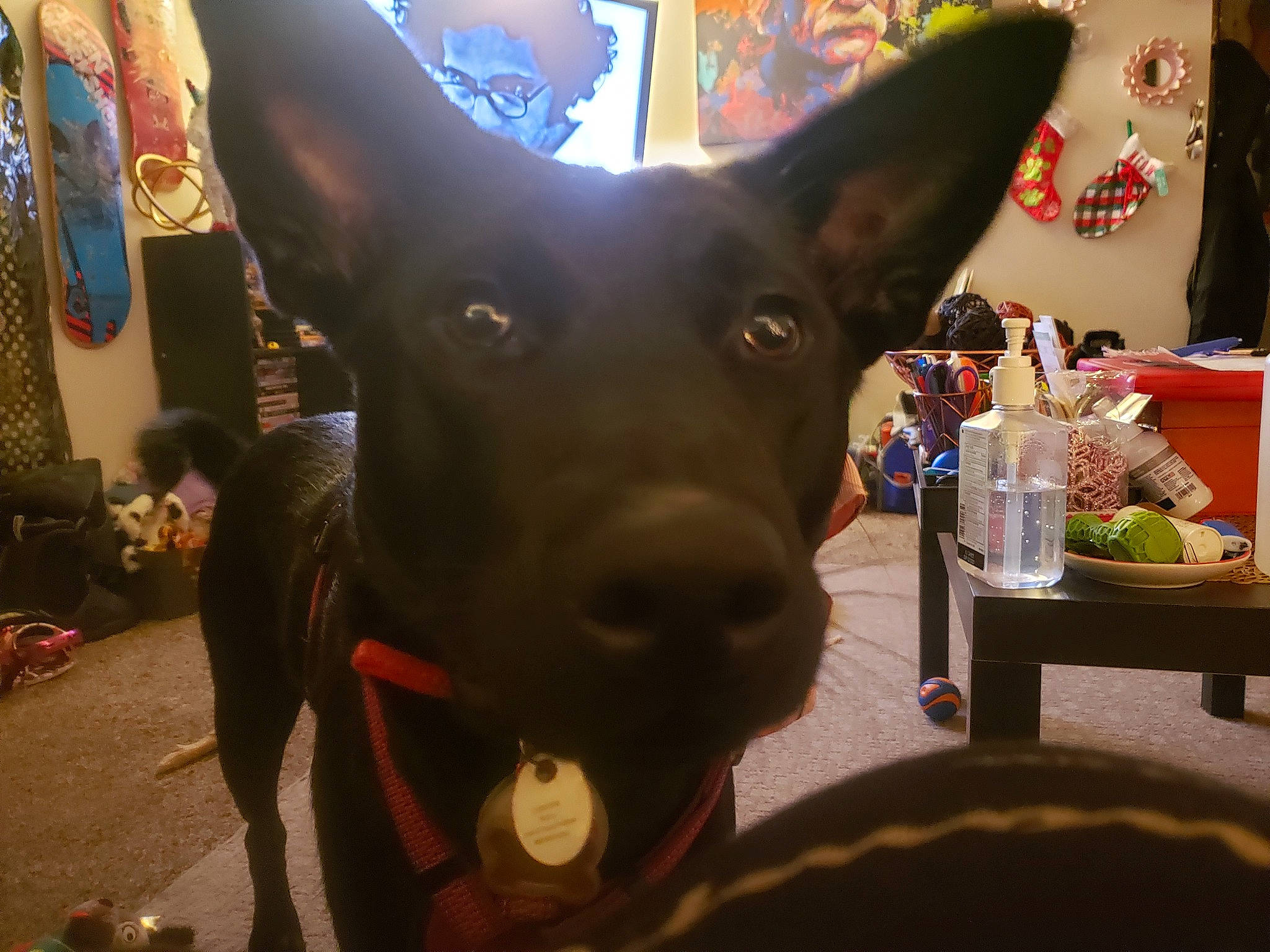 Rocco is registered to the contest to win money with this photo: bottle, canidae, carnivore, collar, companion_dog, cone, curtain, dog, dog_breed, dog_supply, ear, fawn, fur, guard_dog, non_sporting_group, snout, table, whiskers, working_animal, working_dog