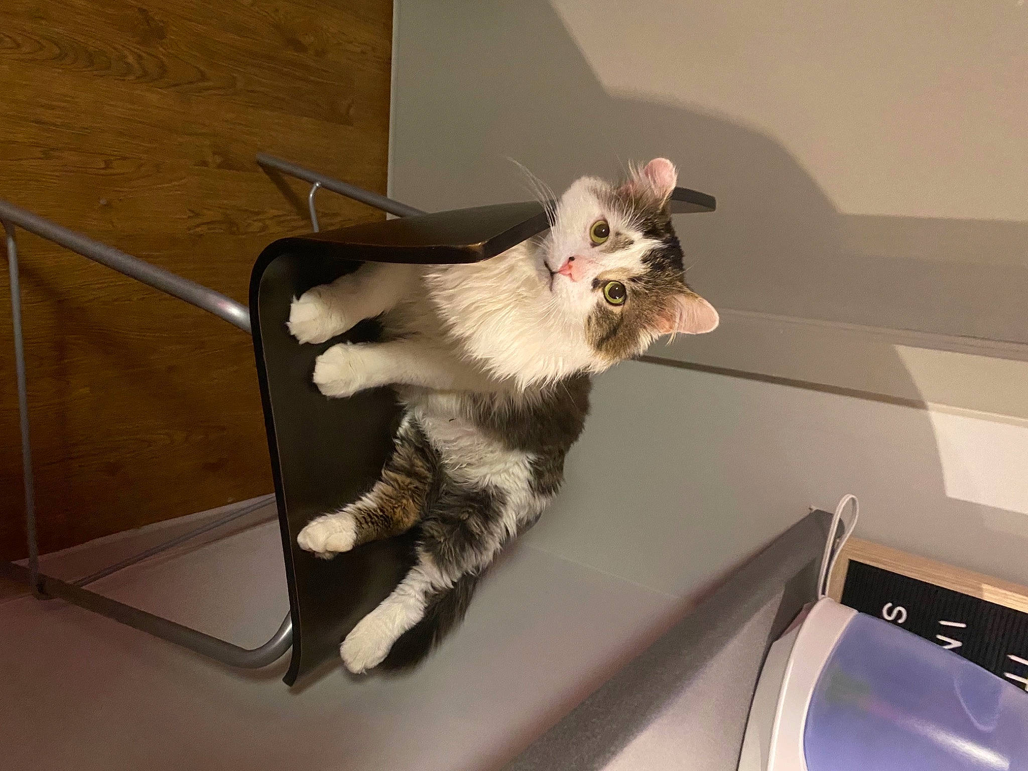 Mooch is registered to the contest to win money with this photo: carnivore, cat, ceiling, claw, companion_dog, dog_breed, domestic_short_haired_cat, eyewear, felidae, fur, home_appliance, metal, paw, room, shelf, small_to_medium_sized_cats, snout, tail, whiskers, wing