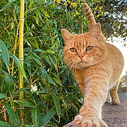 Simone Taillefer a rejoint le concours — aidez-le/la à gagner de superbes lots ! animal, bamboo, cat, closeup, curious, daytime, feline, fur, greenery, house, nature, orange_tabby, outdoor, paw, stretching, suburban, sunlight, tail, wall, whiskers