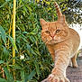 animal, bamboo, cat, closeup, curious, daytime, feline, fur, greenery, house, nature, orange_tabby, outdoor, paw, stretching, suburban, sunlight, tail, wall, whiskers
