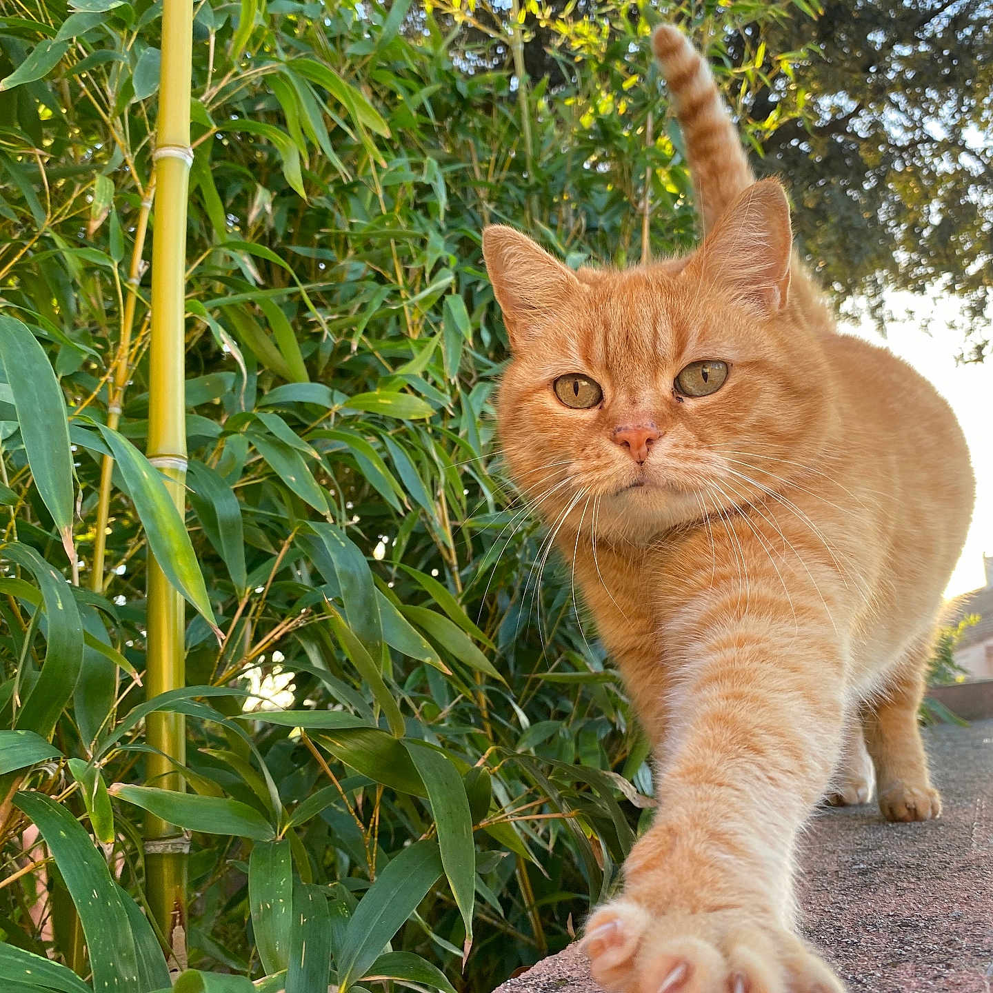 Simone Taillefer a rejoint le concours — aidez-le/la à gagner de superbes lots ! animal, bamboo, cat, closeup, curious, daytime, feline, fur, greenery, house, nature, orange_tabby, outdoor, paw, stretching, suburban, sunlight, tail, wall, whiskers