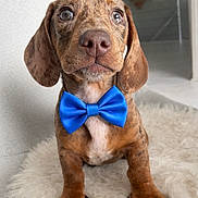 Marius a rejoint le concours — aidez-le/la à gagner de superbes lots ! dog, puppy, dachshund, bow_tie, blue_bow, fluffy_rug, indoor, portrait, close_up, brown_spotted, floppy_ears, expressive_eyes, paws, snout, cute, pet, sitting, couch, fur, accessory