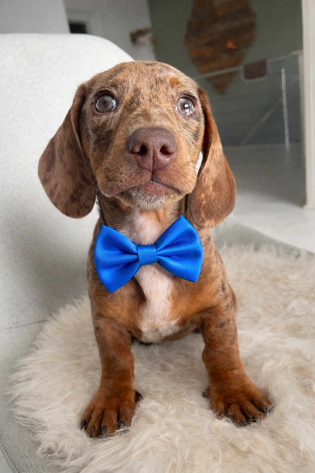 Marius a rejoint le concours — aidez-le/la à gagner de superbes lots ! dog, puppy, dachshund, bow_tie, blue_bow, fluffy_rug, indoor, portrait, close_up, brown_spotted, floppy_ears, expressive_eyes, paws, snout, cute, pet, sitting, couch, fur, accessory