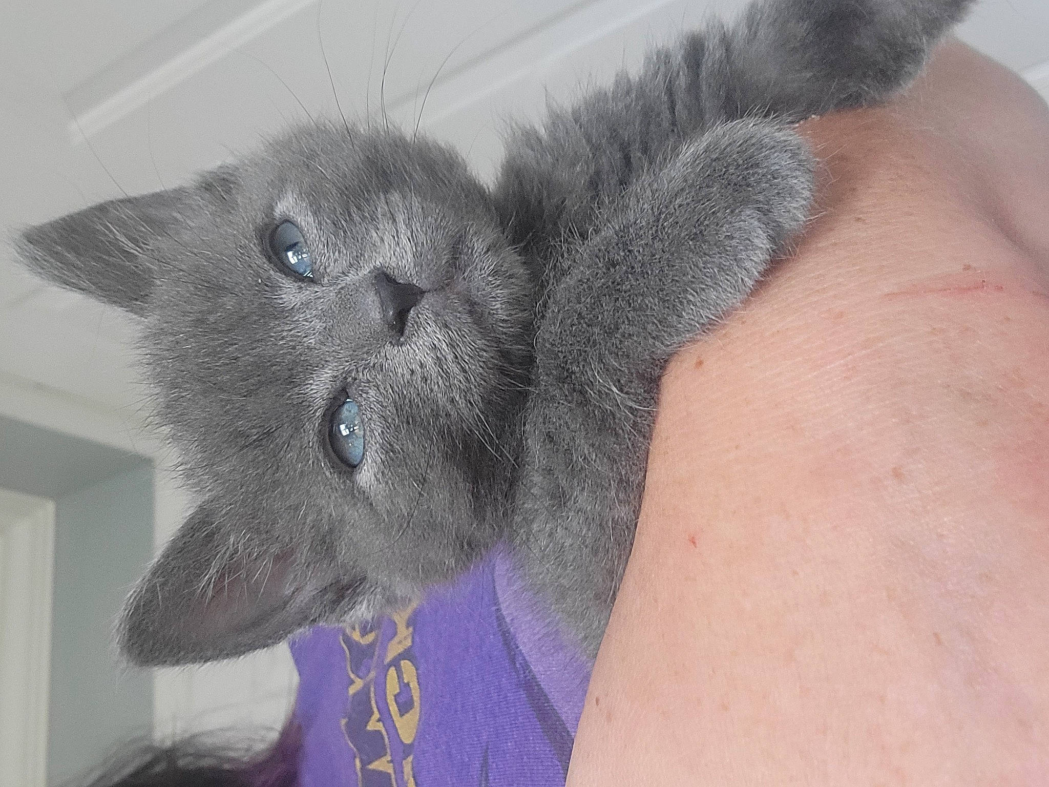 Stuie joined the competition — help win amazing prizes! black_cat, carnivore, cat, chartreux, claw, domestic_short_haired_cat, ear, felidae, fur, gesture, grey, paw, russian_blue, small_to_medium_sized_cats, tail, whiskers