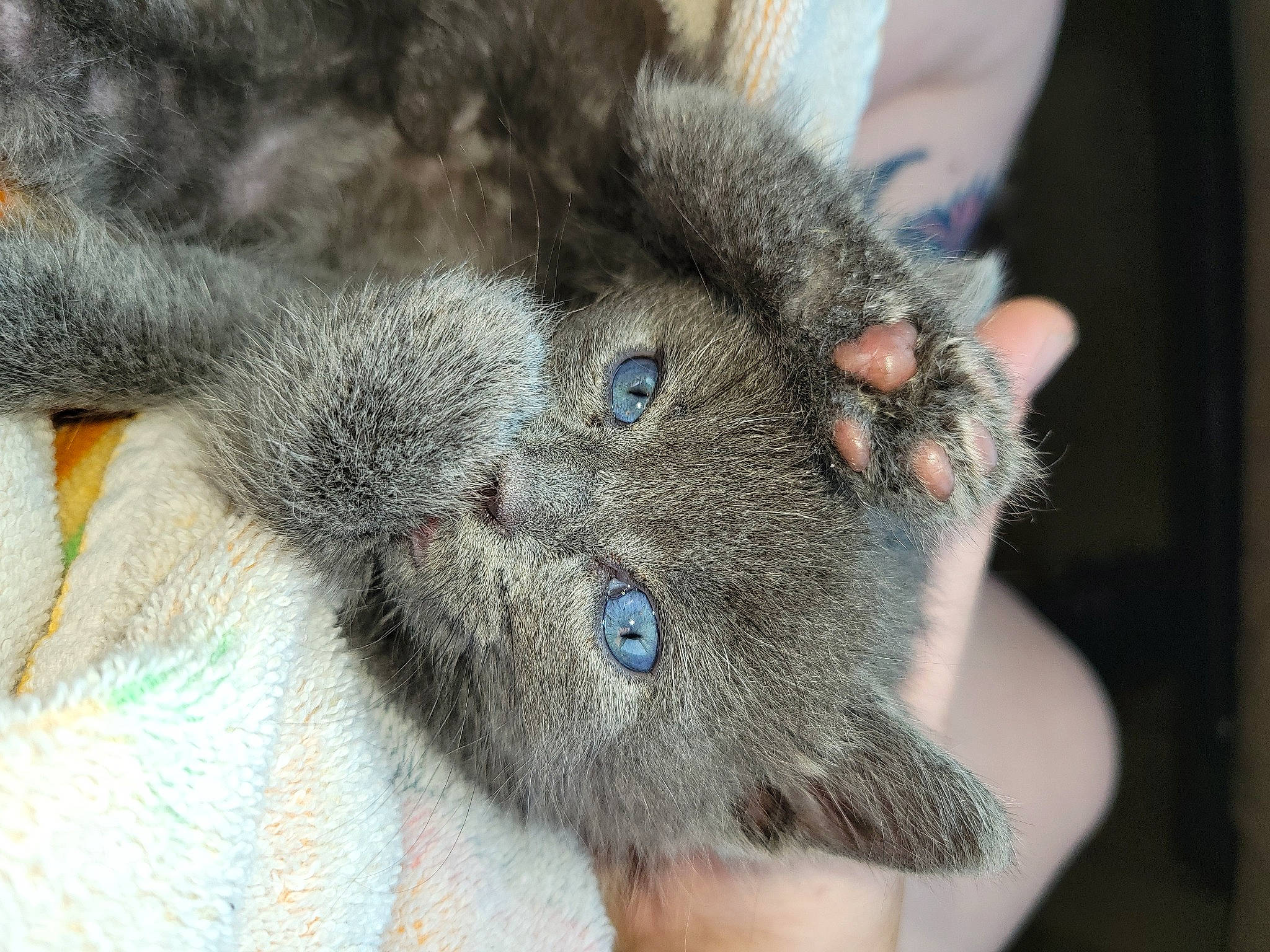 Stuie joined the competition — help win amazing prizes! carnivore, cat, claw, domestic_short_haired_cat, ear, electric_blue, eye, felidae, fur, russian_blue, scottish_fold, small_to_medium_sized_cats, snout, terrestrial_animal, whiskers