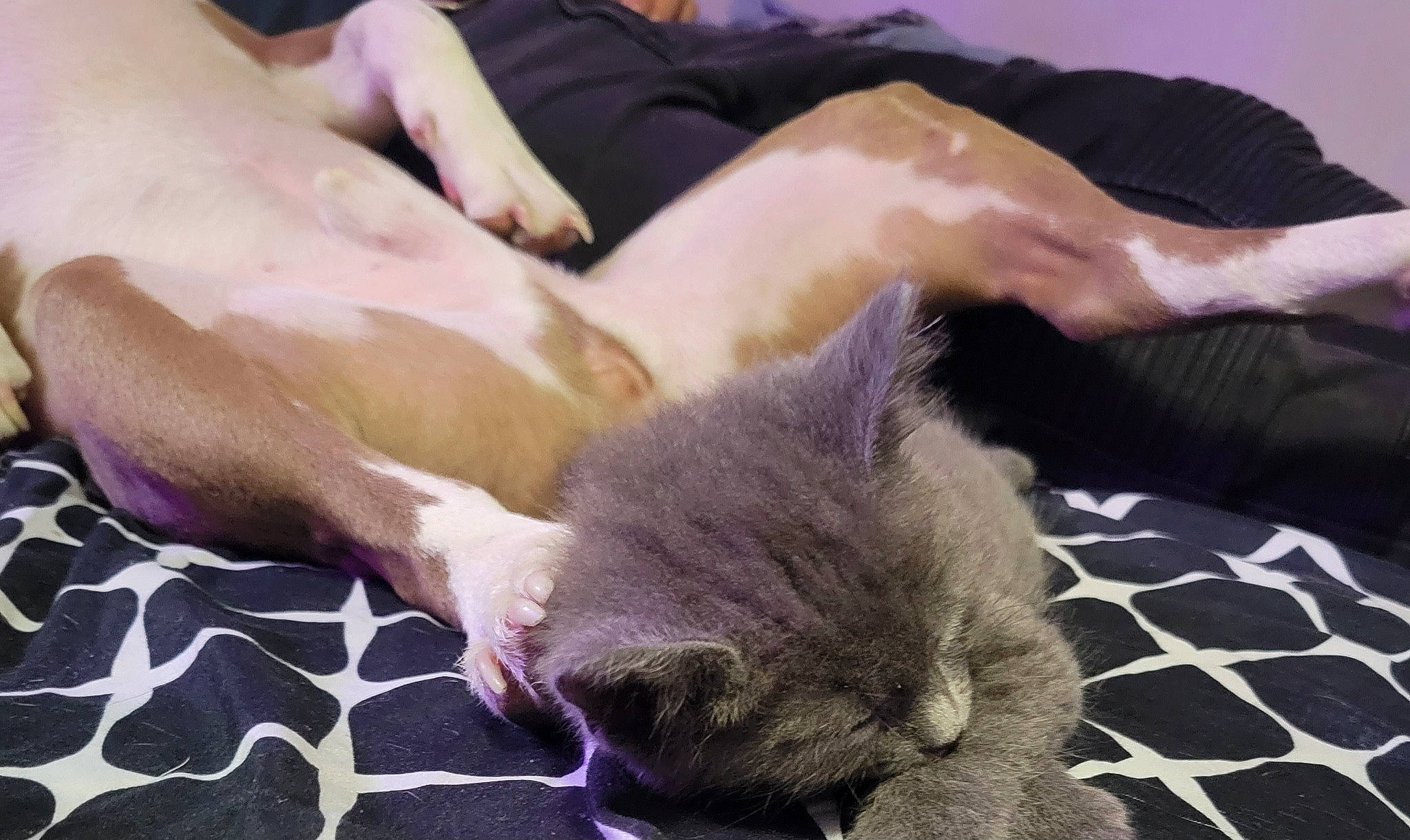 Stuie joined the competition — help win amazing prizes! carnivore, cat, claw, comfort, domestic_short_haired_cat, fawn, felidae, finger, foot, fur, gesture, human_leg, lap, nail, nap, paw, small_to_medium_sized_cats, snout, whiskers, wrinkle