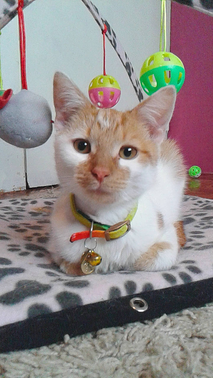 Roo-ky participe au concours pour gagner de l'argent avec cette photo : asian, burmilla, carnivore, cat, domestic_short_haired_cat, fawn, felidae, khao_manee, kitten, mammal, persian, small_to_medium_sized_cats, vertebrate, whiskers