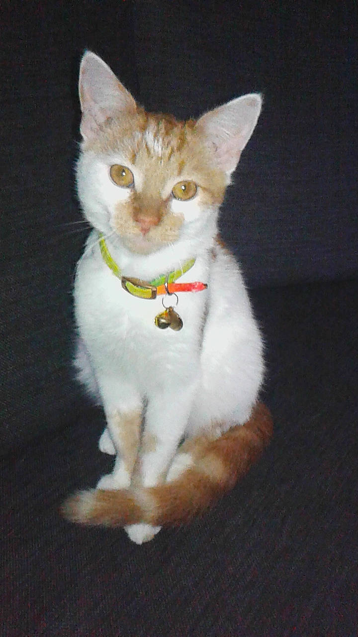 Roo-ky participe au concours pour gagner de l'argent avec cette photo : aegean_cat, american_wirehair, arabian_mau, asian, burmilla, carnivore, cat, domestic_short_haired_cat, european_shorthair, fawn, felidae, german_rex, javanese, kitten, mammal, singapura, small_to_medium_sized_cats, tail, vertebrate, whiskers