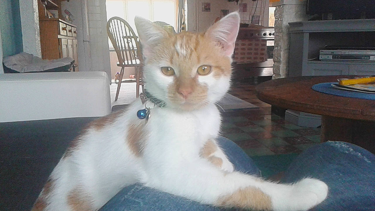 Roo-ky participe au concours pour gagner de l'argent avec cette photo : aegean_cat, american_wirehair, asian, carnivore, cat, colorpoint_shorthair, domestic_short_haired_cat, european_shorthair, fawn, felidae, kitten, mammal, ojos_azules, polydactyl_cat, small_to_medium_sized_cats, tail, turkish_angora, turkish_van, vertebrate, whiskers