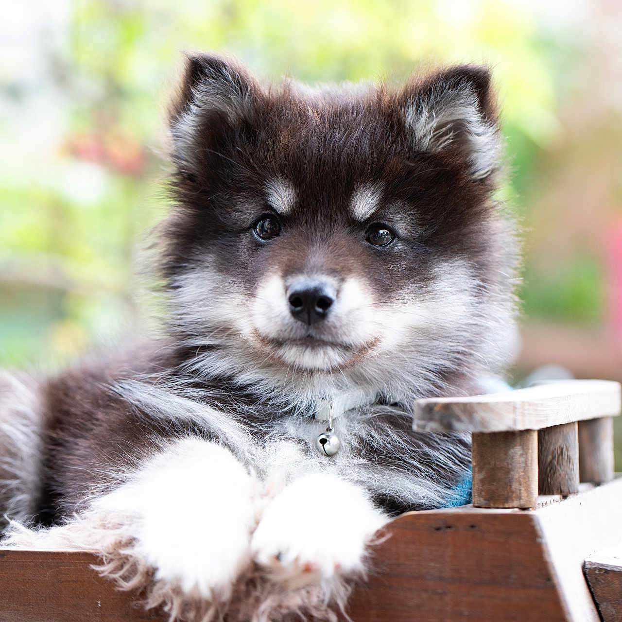 Bingo a rejoint le concours — aidez-le/la à gagner de superbes lots ! puppy, dog, fluffy, fur, pet, outdoor, wood, animal, cute, collar, portrait, young, nature, garden, fence, resting, small, domestic_animal, mammal, closeup