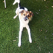 Parker participe au concours pour gagner de l'argent avec cette photo : dog, grass, outdoor, pet, animal, fur, white, brown, legs, face, ears, tail, playful, nature, leaf, metal, chair, looking, stretching, daylight