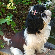 Luna a rejoint le concours — aidez-le/la à gagner de superbes lots ! dog, puppy, shih_tzu, black_and_white, bow, hair_bow, fluffy, small_dog, sitting, portrait, garden, greenery, leaves, flowers, stone_wall, brick, outdoor, pet, cute, whiskers