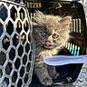 kitten, cat, pet_carrier, gray_fur, tongue_out, fluffy, cute, animal, young, small, outdoor, sunlight, curious, playful, close_up, mesh_door, paw, whiskers, eye, nose