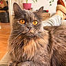 cat, amber_eyes, fluffy_fur, pet, indoor, cozy, person_lap, slippers, plant, furniture, home, relaxed, closeup, whiskers, sitting, orange_brown, gray_fur, domestic_cat, comfortable, background_blur