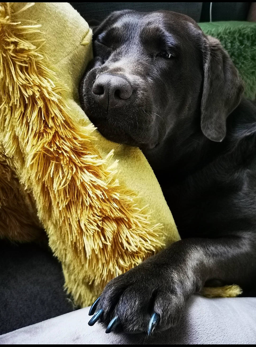 Ona a rejoint le concours — aidez-le/la à gagner de superbes lots ! ancient_dog_breeds, borador, canidae, carnivore, companion_dog, dog, dog_breed, dog_collar, fur, guard_dog, gun_dog, liver, natural_material, snout, sporting_group, terrestrial_animal, whiskers, working_animal, working_dog