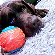 Ona a rejoint le concours — aidez-le/la à gagner de superbes lots ! ball, carnivore, collar, companion_dog, cricket_ball, dog, dog_breed, dog_supply, dog_toy, fawn, liver, personal_protective_equipment, pet_supply, recreation, snout, sporting_group, sports_equipment, sports_toy, tennis_ball, working_animal