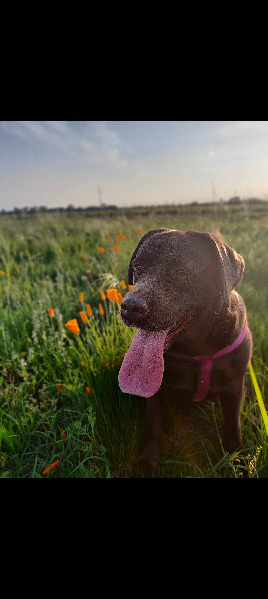 Ona participe au concours pour gagner de l'argent avec cette photo : carnivore, cloud, collar, companion_dog, dog, dog_breed, dog_collar, fawn, flower, grass, grassland, gun_dog, landscape, liver, plant, prairie, sky, snout, sporting_group, working_animal