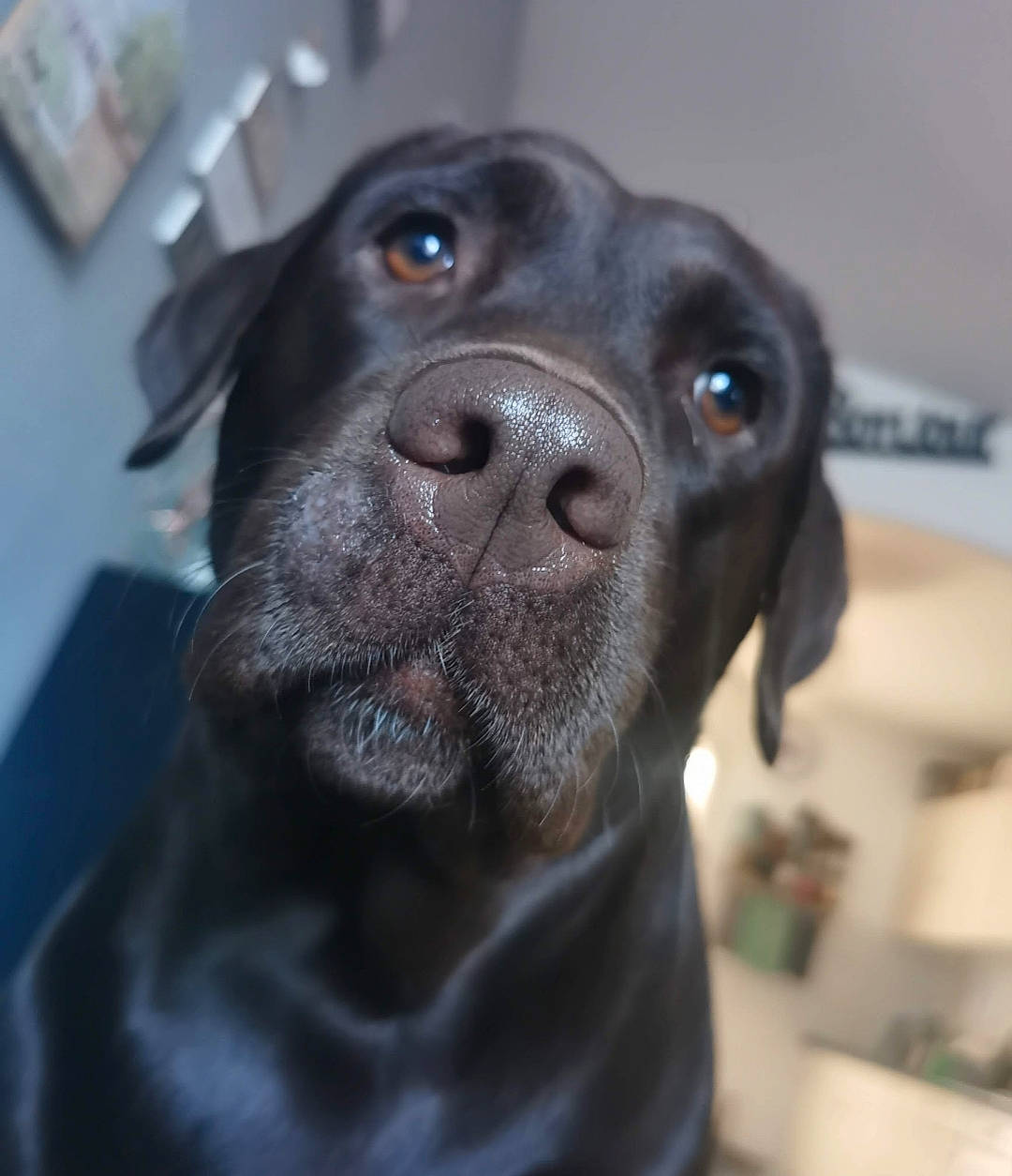 Ona a rejoint le concours — aidez-le/la à gagner de superbes lots ! borador, carnivore, companion_dog, dog, dog_breed, electric_blue, fur, gun_dog, liver, non_sporting_group, snout, sporting_group, terrestrial_animal, whiskers, working_animal