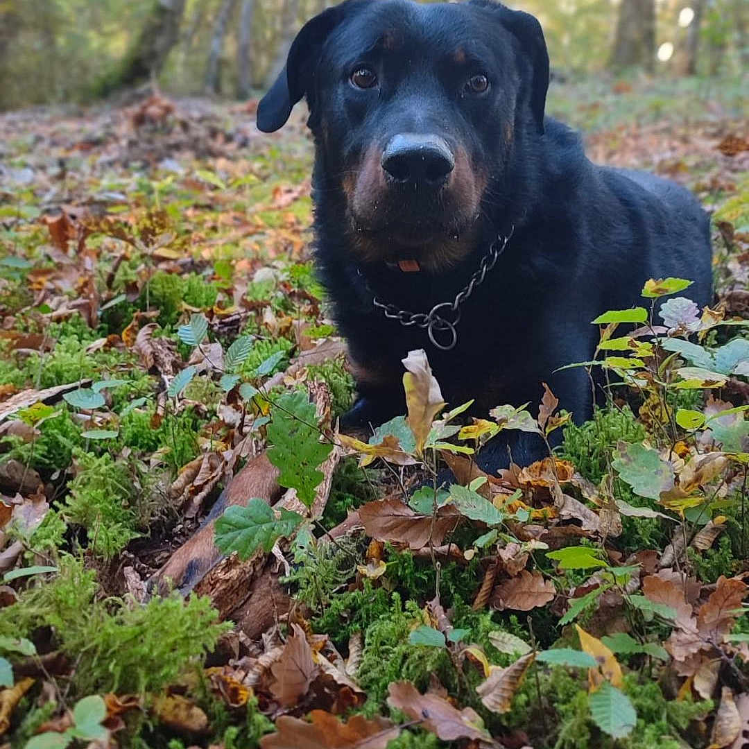 Udo