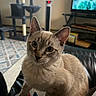 cat, indoor, feline, curious, blue_eyes, pet, young_cat, cat_tree, television, furniture, living_room, black_leather, close_up, domestic_animal, whiskers, ears, floor, window, couch, home