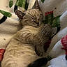 Boots joined the competition — help win amazing prizes! cat, kitten, sleeping, blanket, cozy, furry, paw, cute, resting, indoor, soft, relaxed, animal, pet, fur, tabby, whiskers, closeup, comfort, nap
