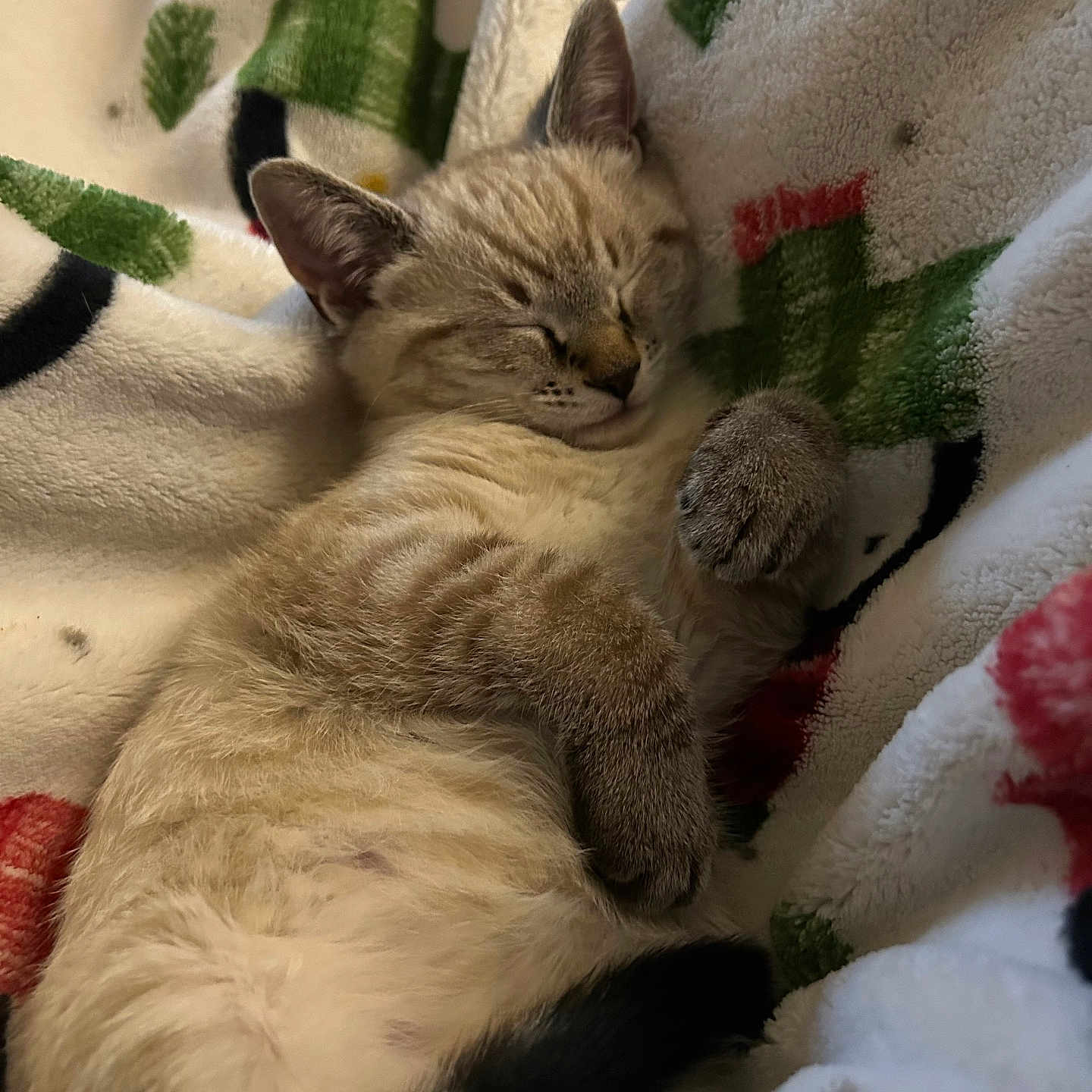 Boots joined the competition — help win amazing prizes! cat, kitten, sleeping, blanket, cozy, furry, paw, cute, resting, indoor, soft, relaxed, animal, pet, fur, tabby, whiskers, closeup, comfort, nap
