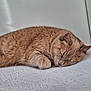 Charlie participe au concours pour gagner de l'argent avec cette photo : cat, sleeping, ginger_cat, fur, cozy, blanket, indoor, resting, pet, closeup, whiskers, cute, animal, feline, relaxed, soft, peaceful, nap, domestic_cat, quiet