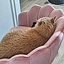 back_view, cat, chair, cozy, domestic_animal, ears, feline, floor, fur, home, indoor, orange_cat, pet, pink_chair, plush_chair, relaxation, resting, sleeping, whiskers, wood_floor