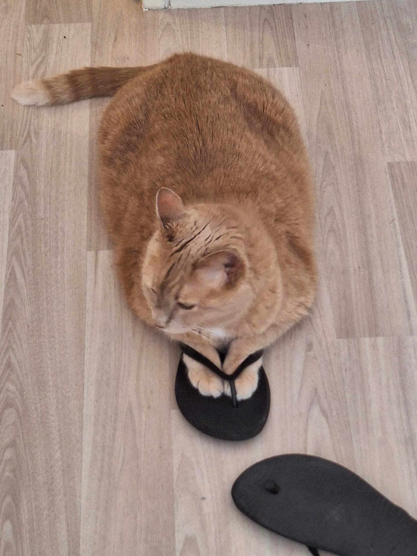 Charlie participe au concours pour gagner de l'argent avec cette photo : cat, orange_cat, flip_flop, floor, wood_floor, pet, animal, indoor, cute, paws, relaxed, sitting, footwear, household, feline, domestic_animal, resting, comfy, cozy, looking_away