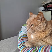 Charlie a rejoint le concours — aidez-le/la à gagner de superbes lots ! cat, orange_tabby, pet, animal, indoor, striped_blanket, fur, whiskers, relaxed, resting, side_view, green_eyes, paws, bed, soft_texture, feline, calm, household, cozy, domestic