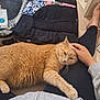 Charlie a rejoint le concours — aidez-le/la à gagner de superbes lots ! black_pants, cat, clothing, cozy, domestic_animal, feline, floor, foot, gray_sweater, hand, indoor, lap, orange_cat, person, pet, relaxing, resting, scratching, suitcase, wooden_floor