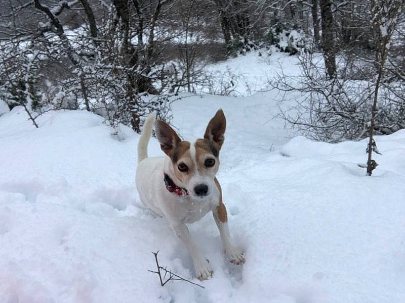 Irka participe au concours pour gagner de l'argent avec cette photo : adventure, canidae, carnivore, companion_dog, dog, dog_breed, dog_supply, fawn, freezing, fur, mammal, plant, snout, snow, sporting_group, tail, tree, twig, winter, working_dog