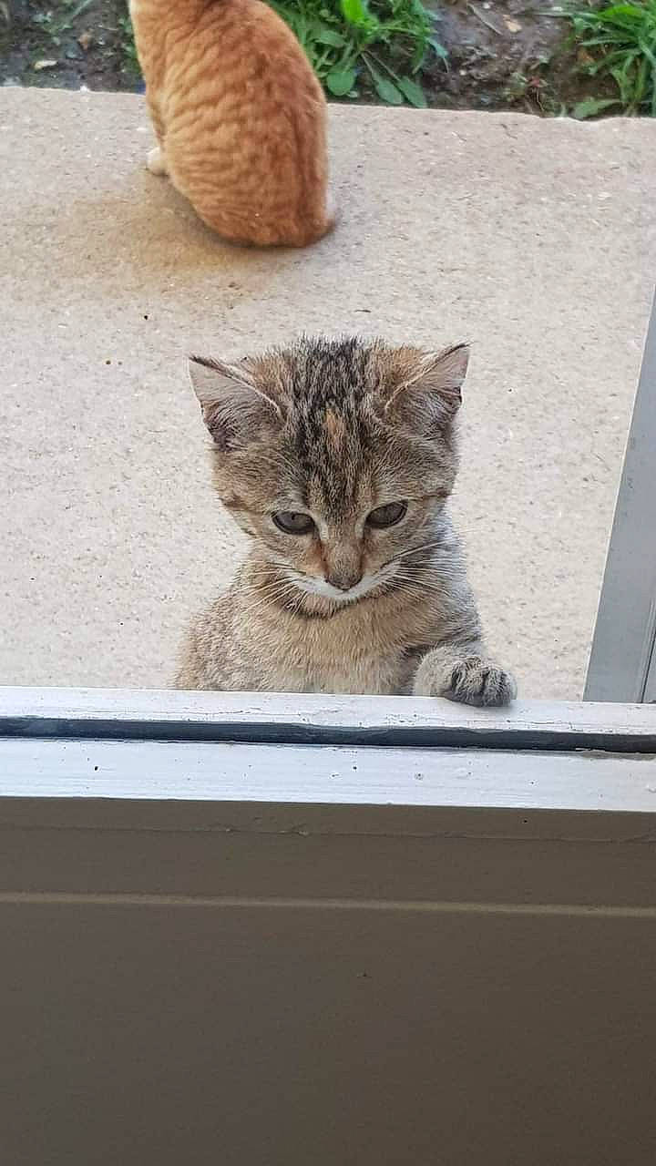 Poupette a rejoint le concours — aidez-le/la à gagner de superbes lots ! carnivore, cat, domestic_short_haired_cat, door, fawn, felidae, fur, paw, plant, rectangle, small_to_medium_sized_cats, snout, tail, terrestrial_animal, vehicle, whiskers, wildlife, window, wood