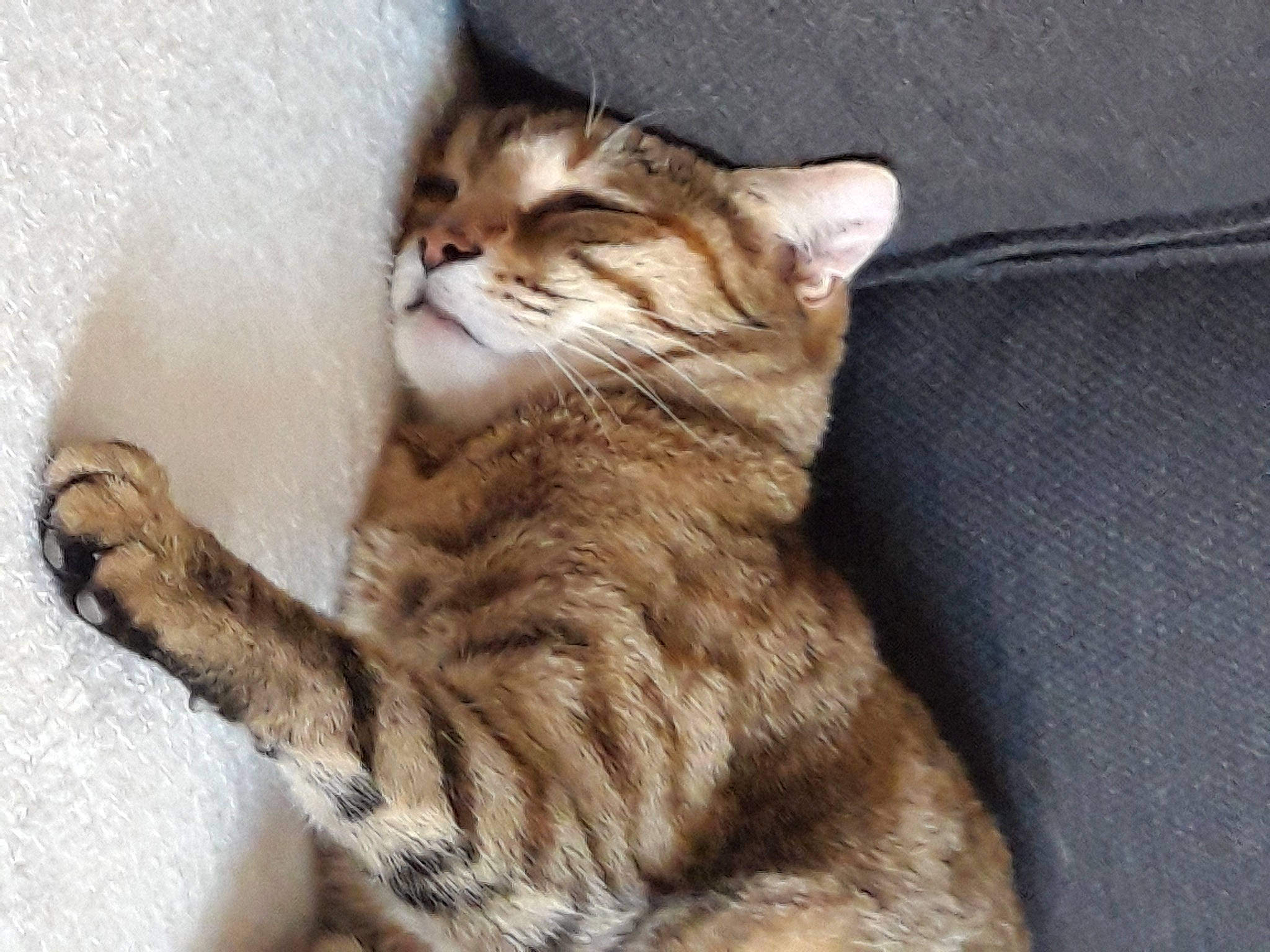 Poupette participe au concours pour gagner de l'argent avec cette photo : carnivore, cat, claw, comfort, domestic_short_haired_cat, eye, fawn, felidae, foot, fur, paw, sitting, small_to_medium_sized_cats, snout, tail, terrestrial_animal, whiskers