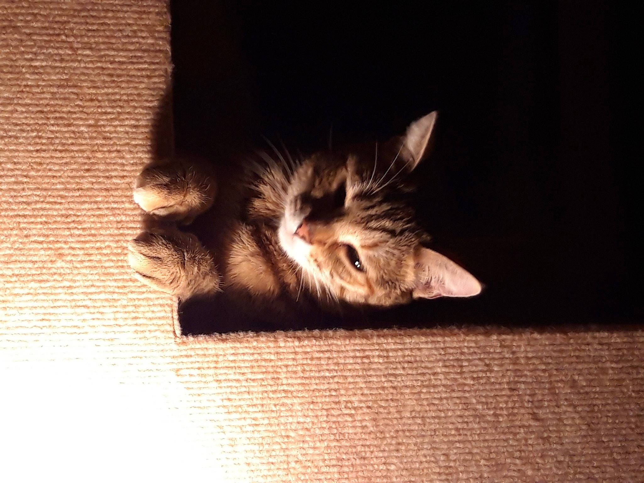 Poupette participe au concours pour gagner de l'argent avec cette photo : carnivore, cat, claw, darkness, domestic_short_haired_cat, ear, fawn, felidae, flooring, fur, gesture, hardwood, human_leg, paw, small_to_medium_sized_cats, snout, tail, tints_and_shades, whiskers, wood