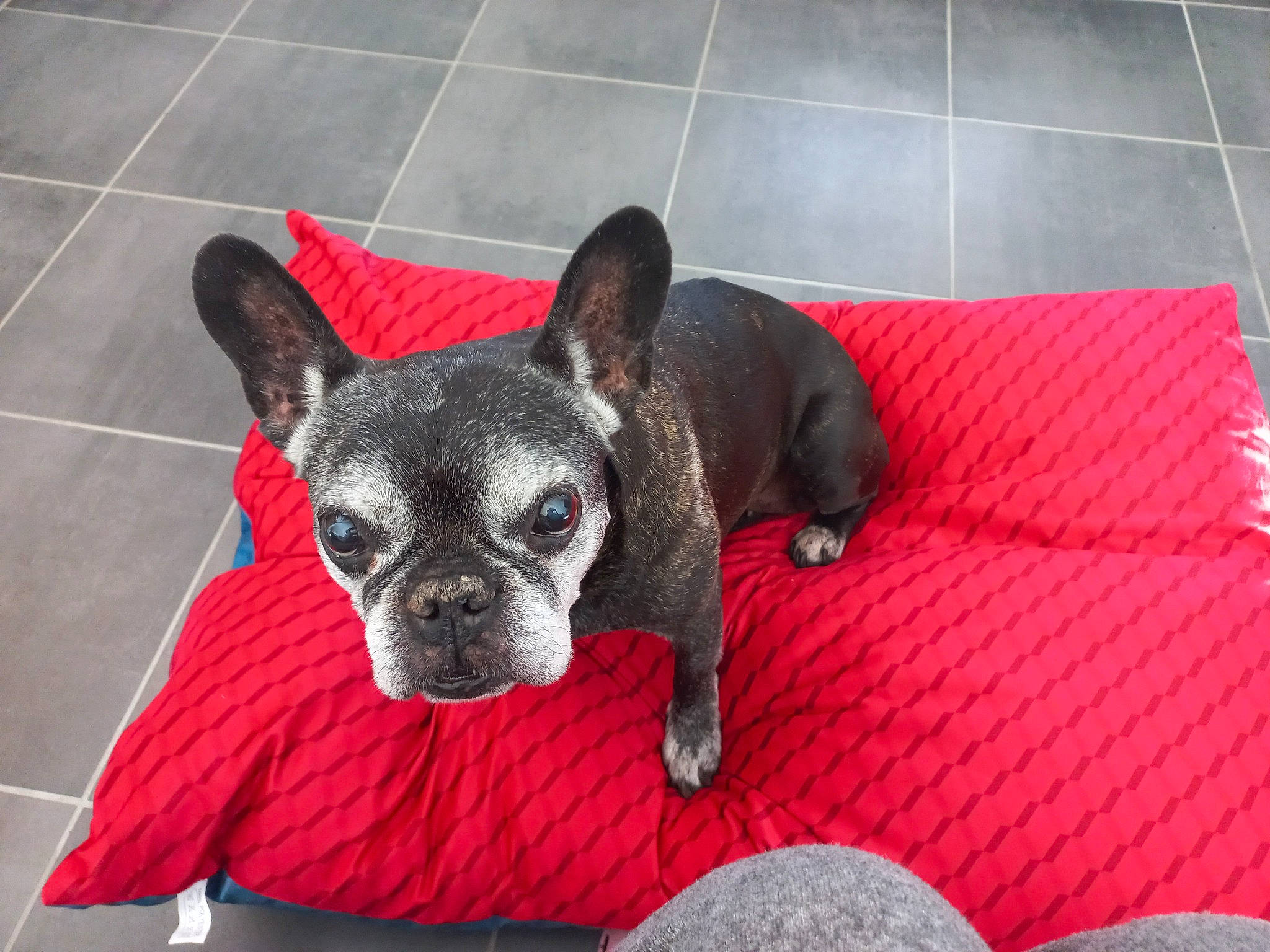 Kiera participe au concours pour gagner de l'argent avec cette photo : canidae, carmine, carnivore, comfort, companion_dog, dog, dog_breed, dog_supply, fawn, flooring, french_bulldog, fur, linens, snout, sporting_group, terrestrial_animal, tile_flooring, toy_dog, whiskers, working_animal