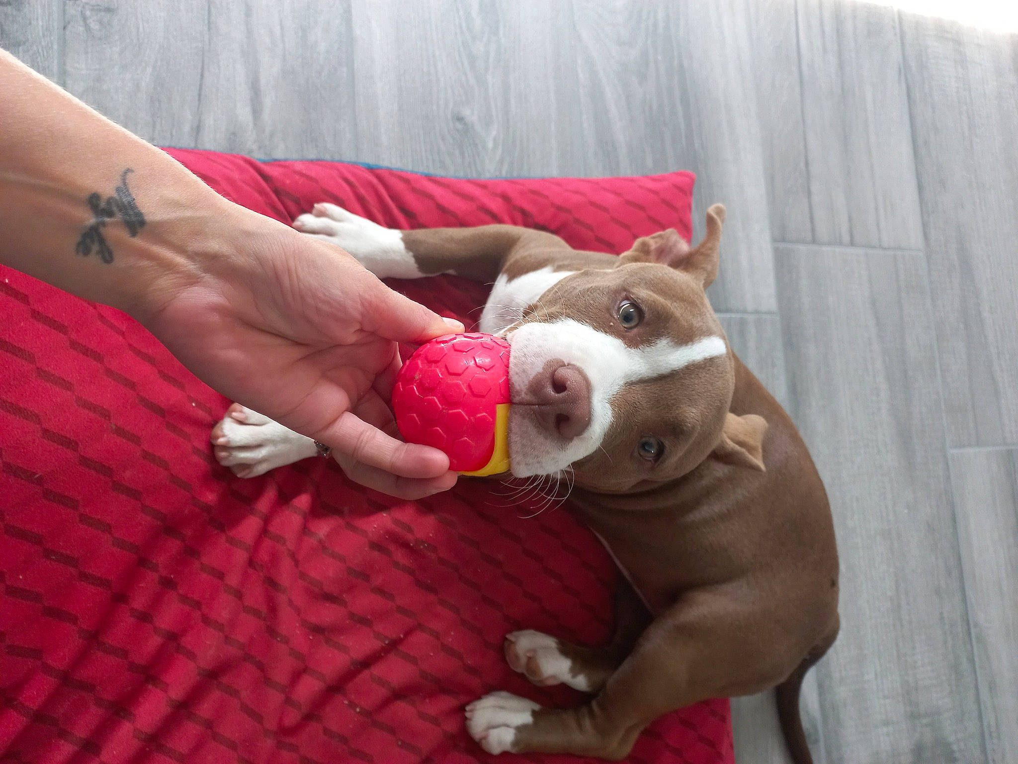 Tempête participe au concours pour gagner de l'argent avec cette photo : carmine, carnivore, collar, comfort, companion_dog, dog, dog_breed, dog_collar, dog_supply, fawn, foot, human_leg, knee, pet_supply, snout, stuffed_toy, tail, thigh, toy, working_animal