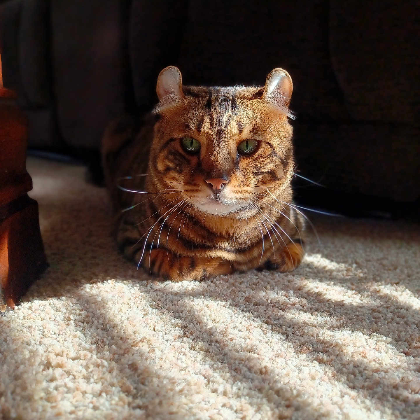Lyeo is registered to the contest to win money with this photo: animal, carpet, cat, closeup, cute, domestic_cat, ears, feline, fur, green_eyes, indoor, mammal, pet, portrait, relaxed, resting, shadow, sunlight, tabby, whiskers