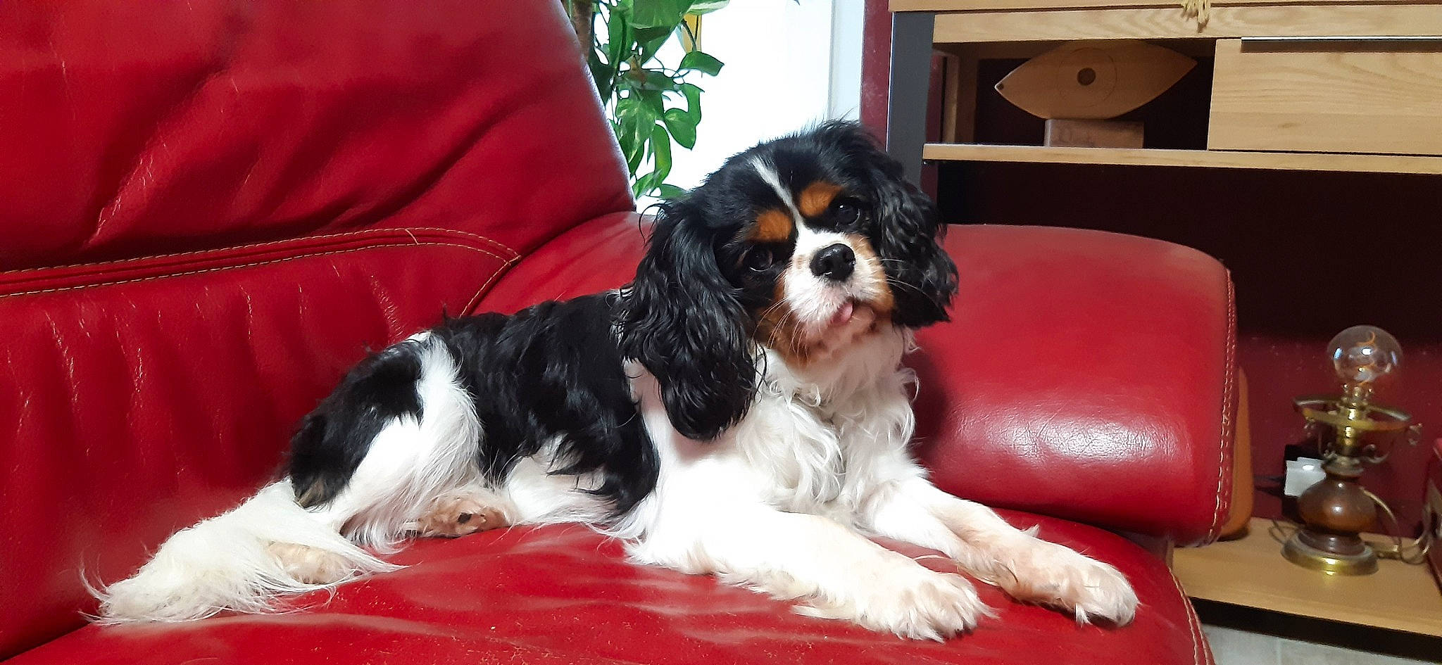 Opie a rejoint le concours — aidez-le/la à gagner de superbes lots ! canidae, carnivore, cavalier_king_charles_spaniel, companion_dog, dog, dog_breed, king_charles_spaniel, mammal, phalene, puppy, rare_breed_dog, russian_spaniel, snout, spaniel, sporting_group, toy_dog, vertebrate