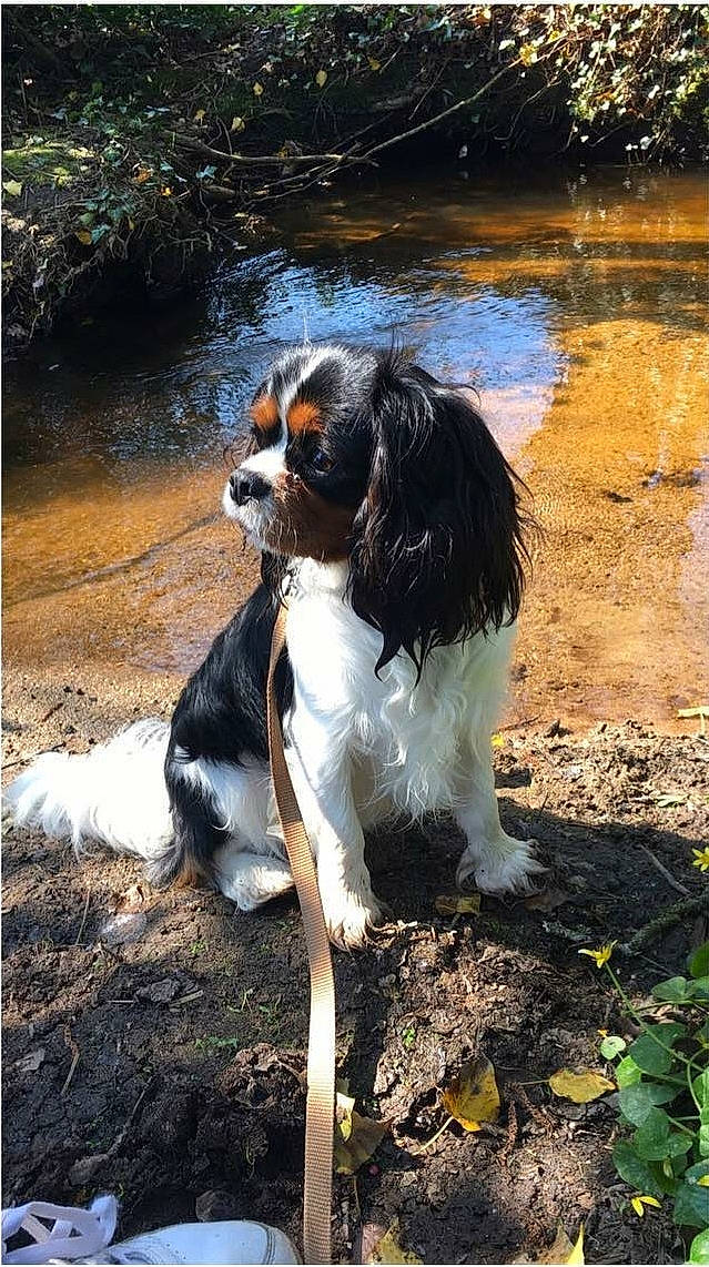 Opie a rejoint le concours — aidez-le/la à gagner de superbes lots ! canidae, carnivore, cavalier_king_charles_spaniel, companion_dog, dog, dog_breed, french_spaniel, king_charles_spaniel, mammal, phalene, rare_breed_dog, russian_spaniel, spaniel, sporting_group, toy_dog, vertebrate