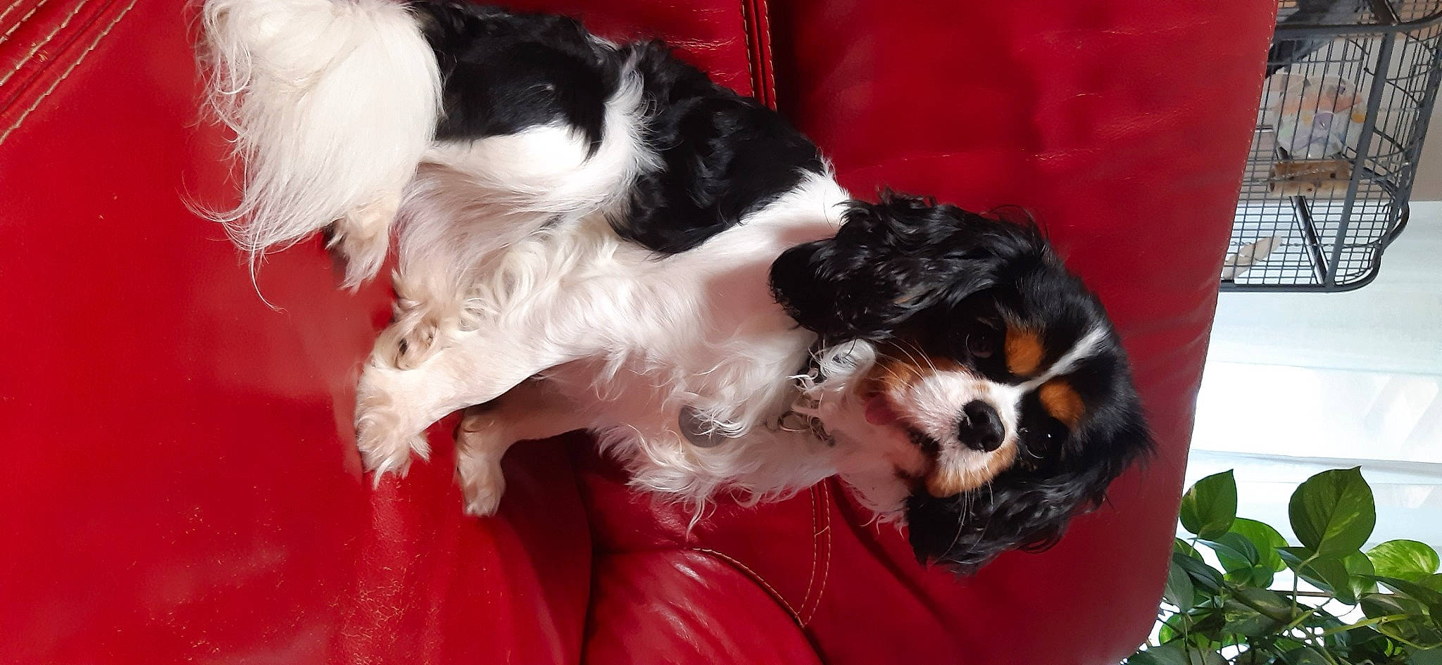 Opie participe au concours pour gagner de l'argent avec cette photo : canidae, carnivore, cavalier_king_charles_spaniel, companion_dog, dog, dog_breed, japanese_chin, king_charles_spaniel, mammal, phalene, puppy, russian_spaniel, snout, spaniel, sporting_group, toy_dog, vertebrate